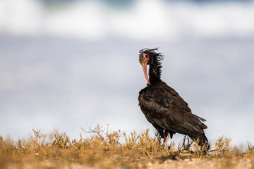 Northern Bald Ibis, Geronticus eremita, Souss-Massa National Park, Morocco.