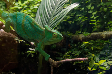 a chameleon is sitting on a brench