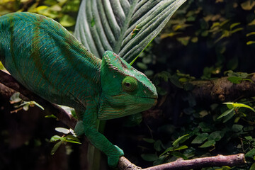 a chameleon is sitting on a brench