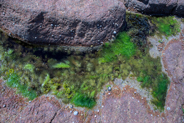 seabed at low tide with seaweed and shells in Brittany