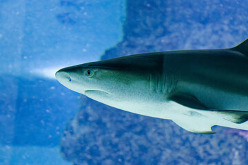big sharks in a fish tank