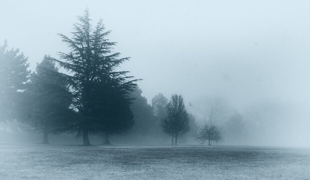 misty morning in the forest