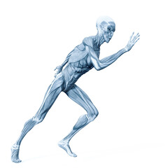 alien muscle maps on white background