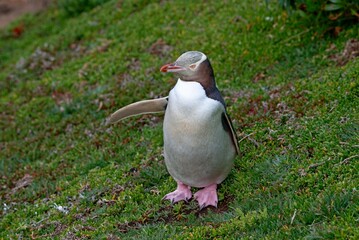 Yellow-eyed penguin