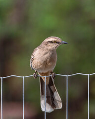 The chalk-browed mockingbird or Sabia-do-campo perched on a wire fence. It's a typical bird from the south-central region of Brazil. Species Mimus saturninus. Birdwathching. Birding.