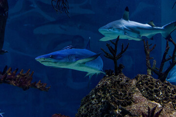 big sharks in a fish tank