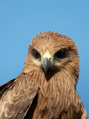 Black kite portrait close up shots Expressions