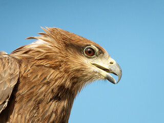 Black kite portrait close up shots Expressions