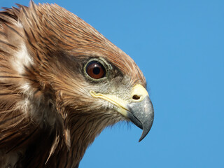 Black kite portrait close up shots Expressions