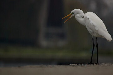 great egret