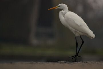 great white egret