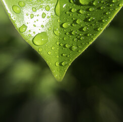 macro view. water droplets and shadows, after the rain. Bright green leaves (only the tops can be seen). High angle view water droplets. blurred background
