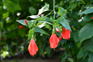 タイリンヒメフヨウ　Firecracker Hibiscus