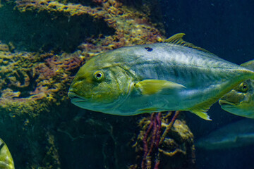 a big fish in the ocean