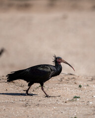 Northern Bald Ibis, Geronticus eremita, Souss-Massa National Park, Morocco.