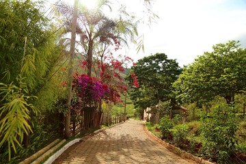 Flowered street in the village of Cabeça de Boi in Minas Gerais, Brazil. Red bouganville 