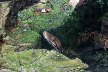 a snake in the water