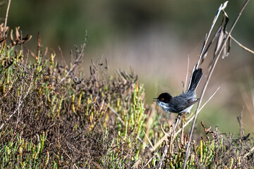  Sardinian warbler, Curruca melanocephala, Morocco.
