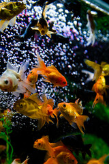 fish in aquarium