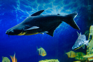 shark in aquarium