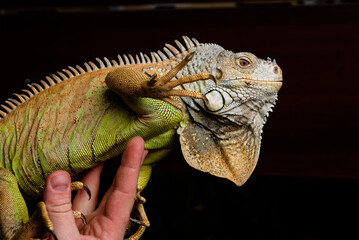iguana on a branch