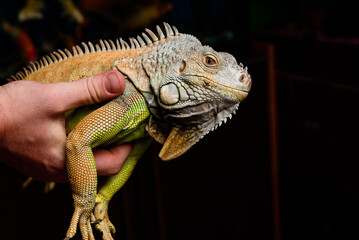 pet store 