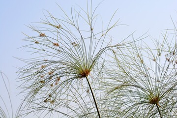 Papyrus sedge flowers and leaves