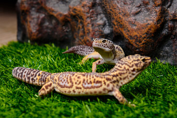 lizard on a rock