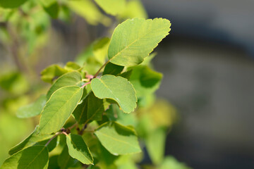 Fototapeta na wymiar Alder-leaved serviceberry Obelisk leaves