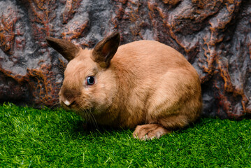 Fototapeta premium rabbit in grass