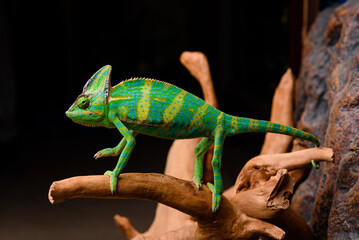 chameleon on a tree