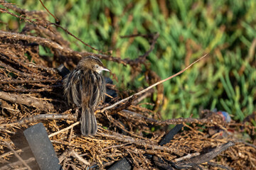 Zitting Cisticola, Streaked Fantail Warbler, Cisticola juncidis, Morocco