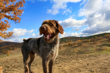 German Drathaar dog for a walk on an autumn day