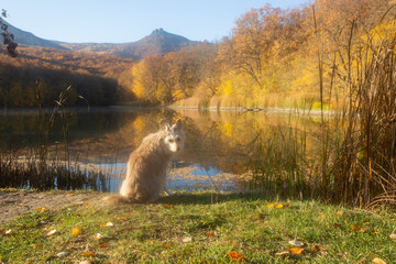Dog sits on the shore of the autumn lake