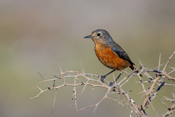 Moussier's redstart female, Phoenicurus moussieri, Morocco.