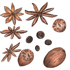 Nutmeg, anise stars and fragrant pepper. Kitchen spices for cooking and baking. Condiments. Hand-drawn watercolor illustration.