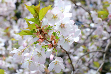 Background of spring. A cherry branch blooms in the park in the spring.