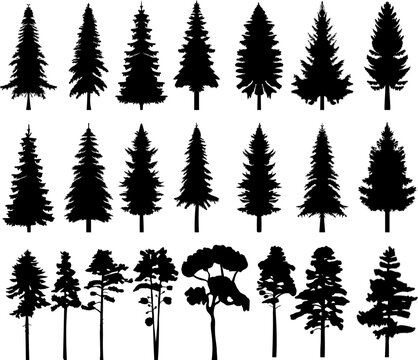 silhouette of pine, fir tree, spruce set design vector isolated