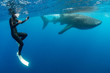 Whale shark and woman diver near Isla Mujeres, Mexico