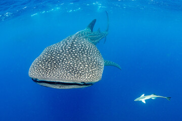 Whale shark and woman diver near Isla Mujeres, Mexico