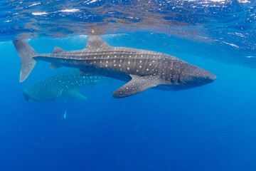 Whale shark and woman diver near Isla Mujeres, Mexico
