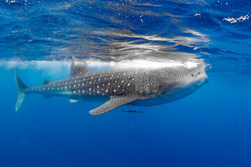 Whale shark and woman diver near Isla Mujeres, Mexico - obrazy, fototapety, plakaty