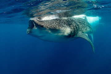 Whale shark and woman diver near Isla Mujeres, Mexico