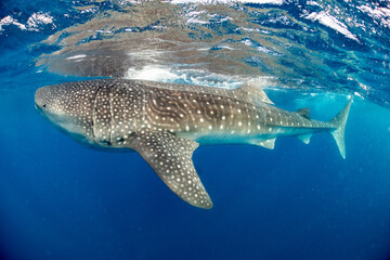 Whale shark and woman diver near Isla Mujeres, Mexico