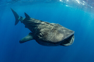 Naklejka premium Whale shark and woman diver near Isla Mujeres, Mexico