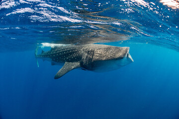 Whale shark and woman diver near Isla Mujeres, Mexico