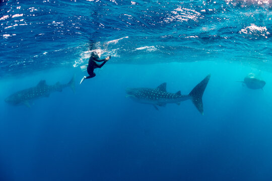 Whale shark and woman diver near Isla Mujeres, Mexico