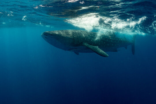 Whale shark and woman diver near Isla Mujeres, Mexico