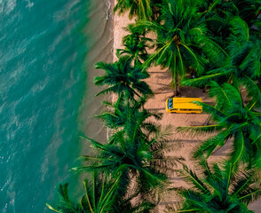 palm tree on the beach