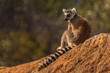 Obraz premium Ring-tailed Lemur - Lemur catta, beautiful lemur from Southern Madagascar forests, Anja reserve, Madagascar.